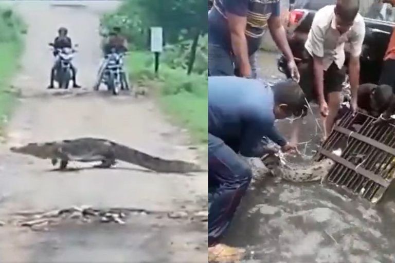 Gujarat Rains: Crocodiles Spotted In Residential Areas in Vadodara. Watch